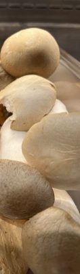 Paddestoelen